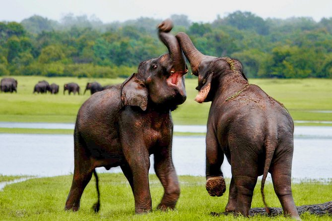 Udawalawe National Park Entrance Ticket with Private Safari - Why the driver-tracker matters