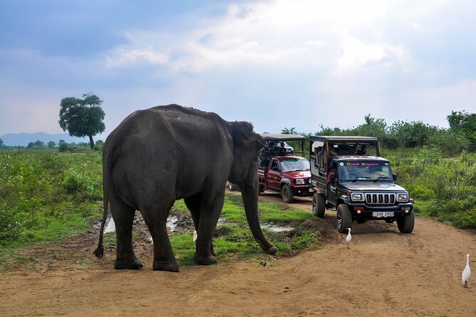 Udawalawe National Park Entrance Ticket with Private Safari - The gate can be the busiest part