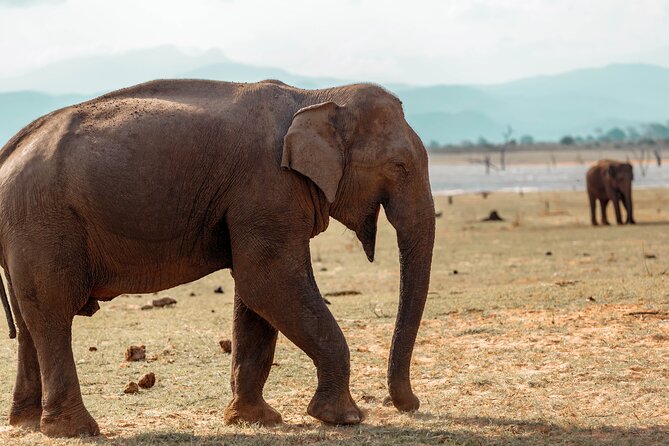 Udawalawe National Park Entrance Ticket with Private Safari - Elephants, crocodiles, buffalo, and birds