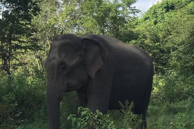 Udawalawe National Park Private Safari Tour - Riding in a private 4x4 Jeep