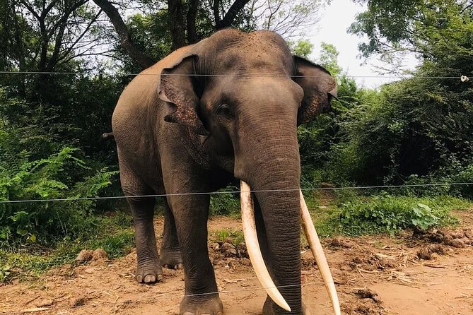 Udawalawe National Park Private Safari Tour - What Thilanka adds to the experience