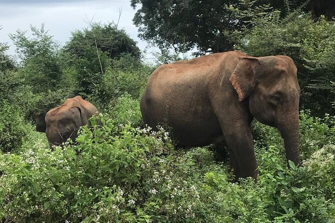 Udawalawe National Park Private Safari Tour - Food, water, and the value of the $28 price