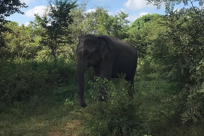 Udawalawe National Park Private Safari Tour - Who will enjoy this safari most