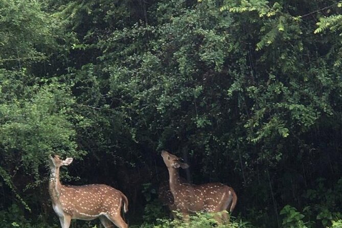 Udawalawe National Park Private Safari Tour - The 2:00 pm safari and what it offers
