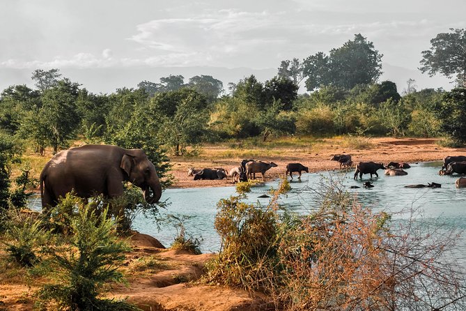 Udawalawe National Park Safari - Pickup, meeting point, and extra costs
