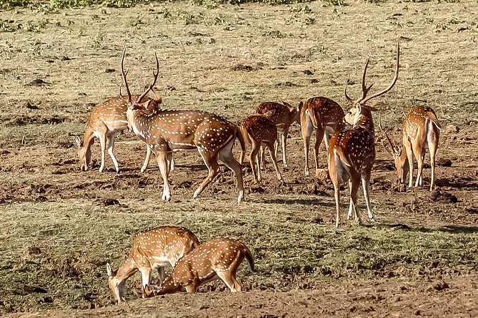 Udawalawe National Park Safari - Who will get the most from this outing