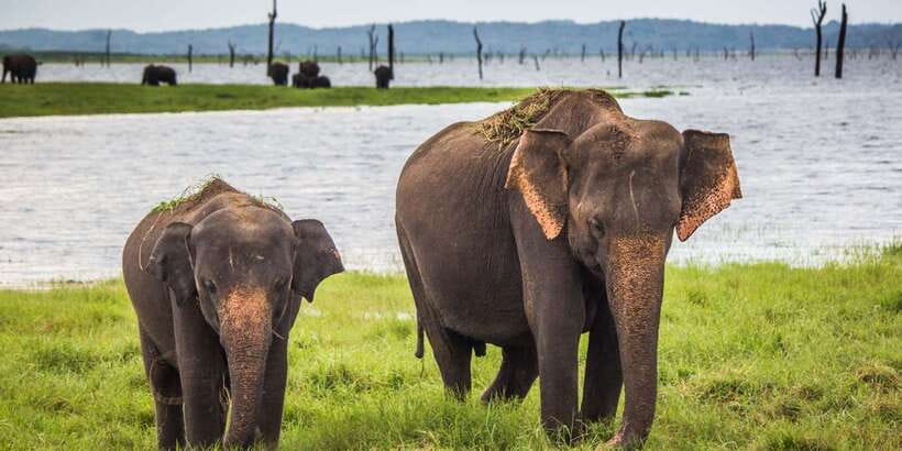 Udawalawe: National Park Safari & Elephant Transit Home Tour - Hotel pickup makes the morning easier