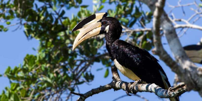 Udawalawe: National Park Safari & Elephant Transit Home Tour - The guide is the biggest variable