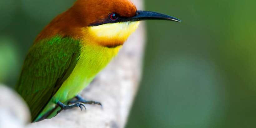 Udawalawe: National Park Safari & Elephant Transit Home Tour - Cost, extra fees, and real value