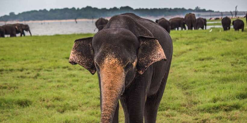 Udawalawe: National park safari & Elephant Transit Home Tour - What the four-hour safari is like