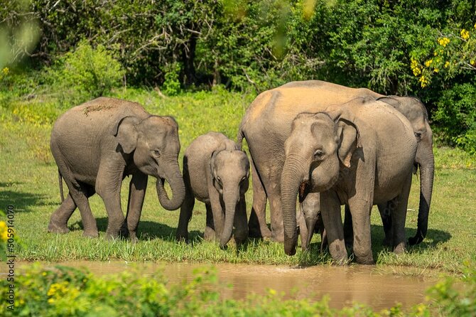 Udawalawe National Park Safari | From Hambantota Port - Key points to know before booking