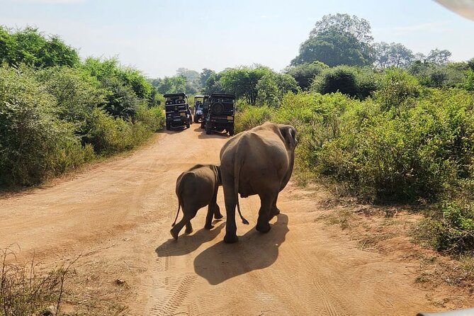 Udawalawe National Park Safari | From Hambantota Port - The animals you have a real chance to see