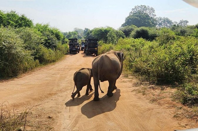 Udawalawe National Park Safari | From Hambantota Port - Practical ways to make the day better
