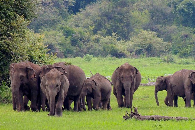 Udawalawe National Park Safari from Weligama - Why Udawalawe makes a strong south-coast day trip