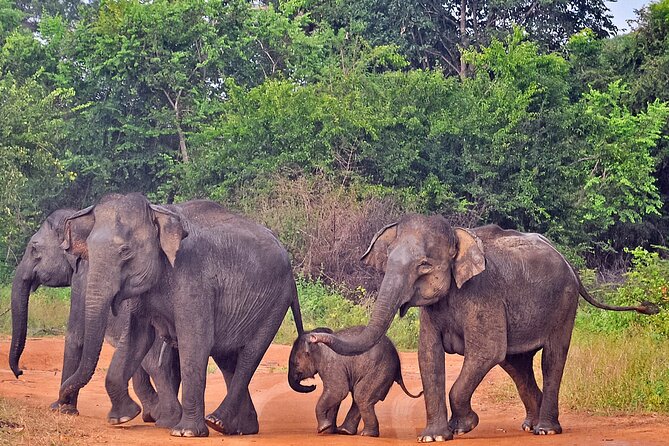 Udawalawe National Park Safari from Weligama - What the $92 price really buys you