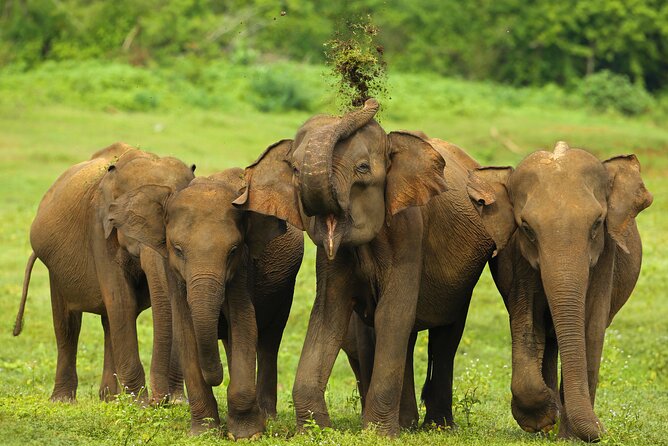 Udawalawe National Park Safari from Weligama - Who will enjoy this safari most