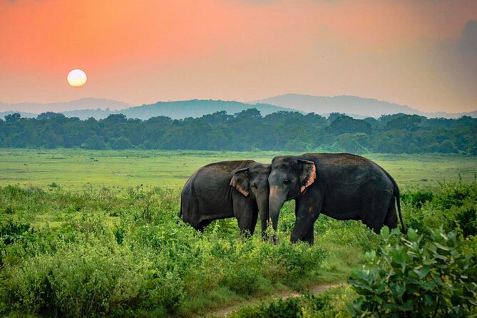 Udawalawe National Park Safari from Weligama - Should you book this Udawalawe safari?