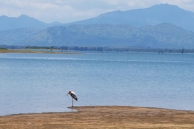 Udawalawe National Park Safari trip from Galle/Mirissa/Ella - Who will enjoy this safari most
