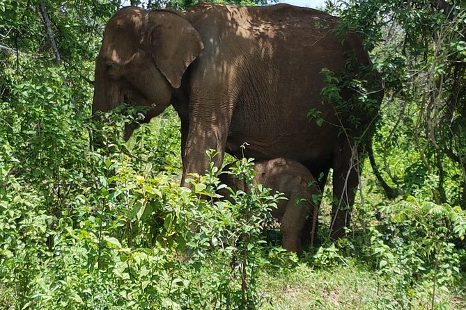 Udawalawe National Park Safari trip from Galle/Mirissa/Ella - Practical details for a smoother day