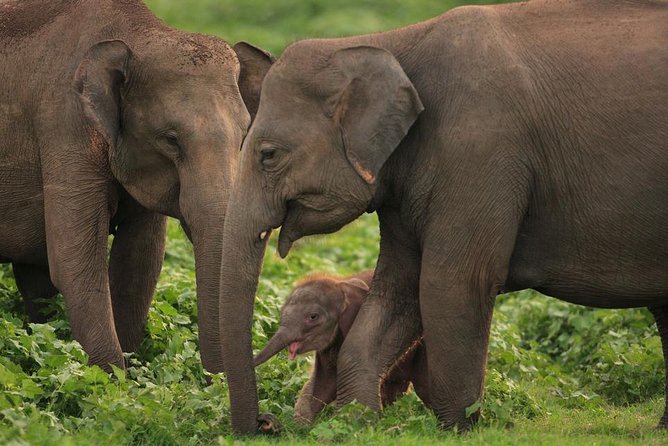 Udawalawe National Park Safari with Elephant Transit Home Visit - What the driver-guide adds to the day