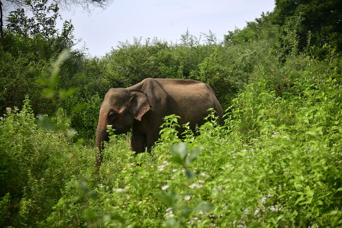 Udawalawe National Park Wildlife Safari Tours - Why Udawalawe is such a good safari choice
