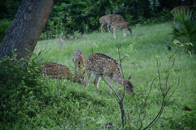 Udawalawe National Park Wildlife Safari Tours - What a private jeep changes