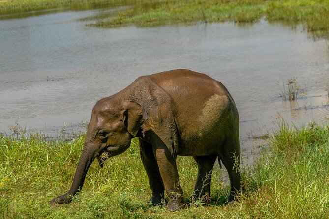 Udawalawe National Park Wildlife Safari Tours - Is the $40 price good value?