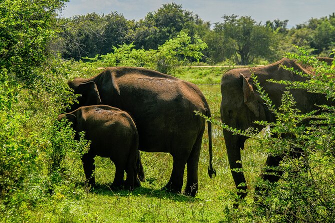 Udawalawe National Park Wildlife Safari Tours - Practical planning before you go