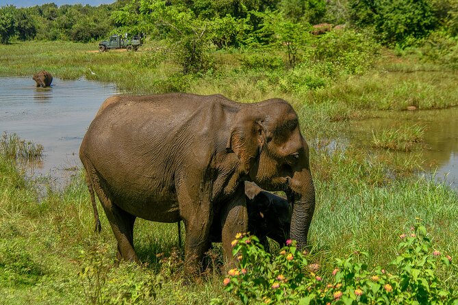 Udawalawe National Park Wildlife Safari Tours - How to get more from the drive