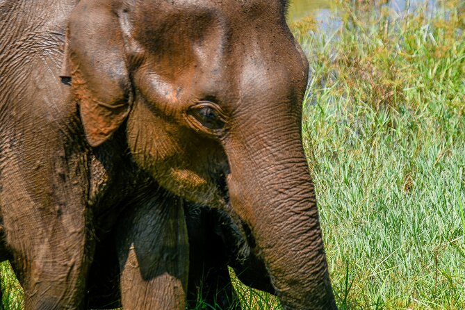 Udawalawe National Park Wildlife Safari Tours - Elephants are the main event