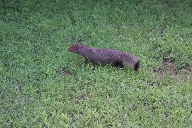 Udawalawe Private Safari frm Hambantota Port by BTM-All Inclusive - Weather, Timing, and What to Bring
