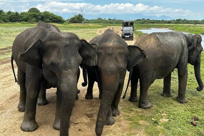 Udawalawe Safari Adventure - Why Udawalawe works so well for an elephant safari