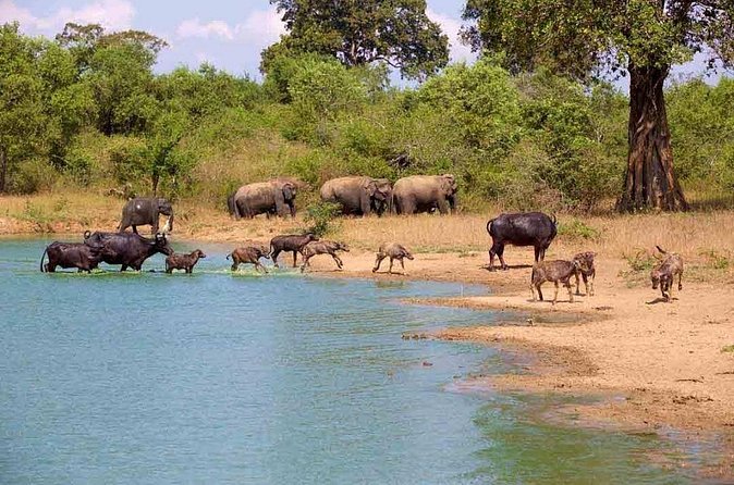 Udawalawe Safari Adventure - Why an early start is worth considering