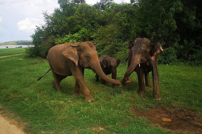 Udawalawe Safari Adventure - How to prepare for a better three hours
