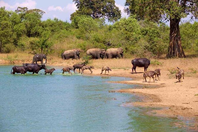 Udawalawe Safari Adventure - The guide can make or break the morning