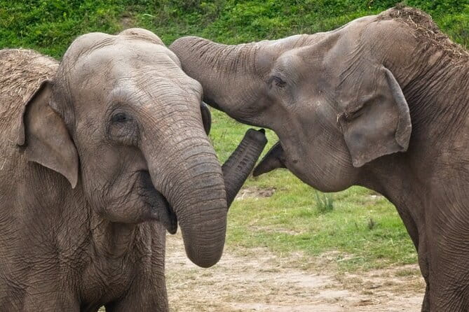 Udawalawe Safari & Baby Elephants Visit from Hambantota Port - Who will enjoy this safari most
