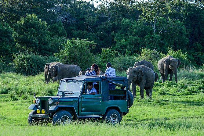 Udawalawe Safari Day Trip with Return Transport - All Inclusive - Key points at a glance