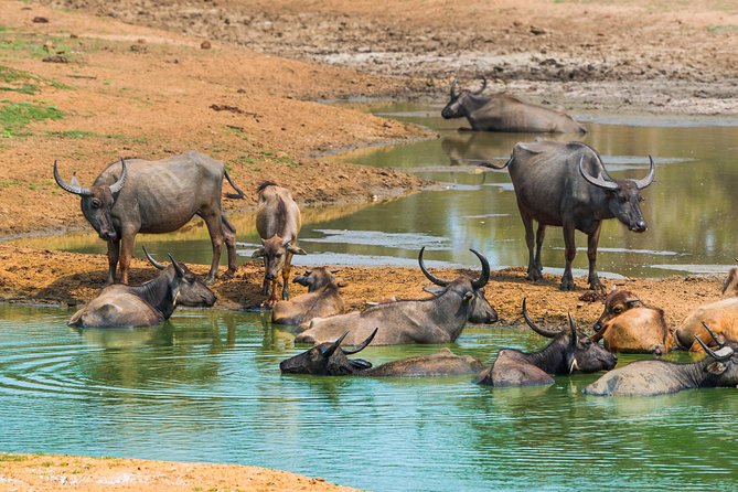 Udawalawe Safari Day Trip with Return Transport - All Inclusive - The best pickup areas for this experience