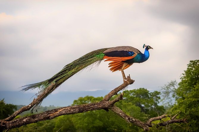 Udawalawe Safari Day Trip with Return Transport - All Inclusive - What the five-star feedback tells you