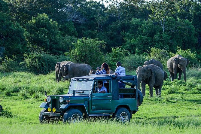 Udawalawe Safari DayTrip frm Bentota/Kalutara/Ahungalla/Hikkaduwa - Why Udawalawe makes such a strong day trip