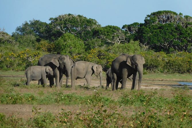 Udawalawe Safari & Elephant Orphanage visit from Hambantota port - Comfort, clothing, and what to bring