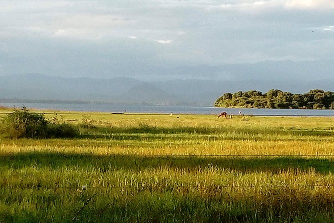 Udawalawe Safari - Private & Customize Tour - Leaving from the southern coast