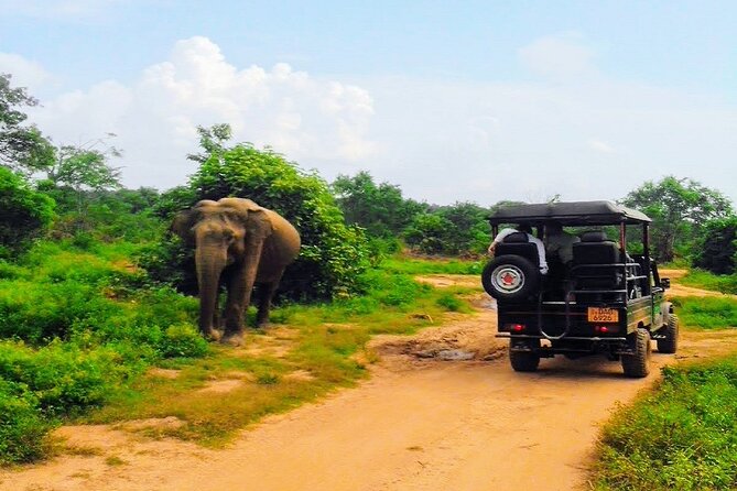 Udawalawe Safari - Private & Customize Tour - Meeting the safari Jeep at Udawalawe
