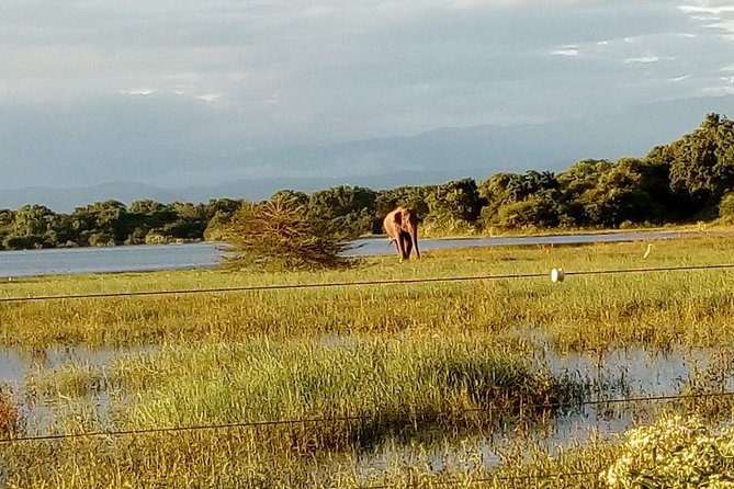 Udawalawe Safari - Private & Customize Tour - Understanding the 20-stop itinerary