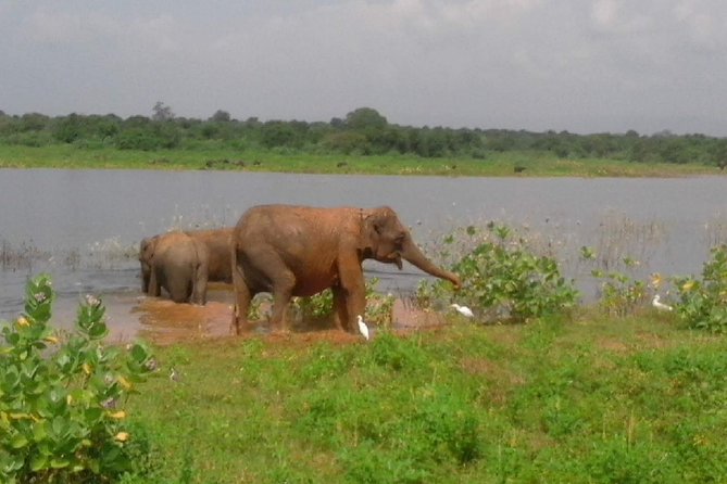 Udawalawe Safari - Private & Customize Tour - Private format and group value