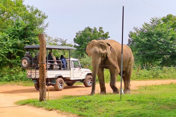 Udawalawe Safari - Private & Customize Tour - What is included and what is not