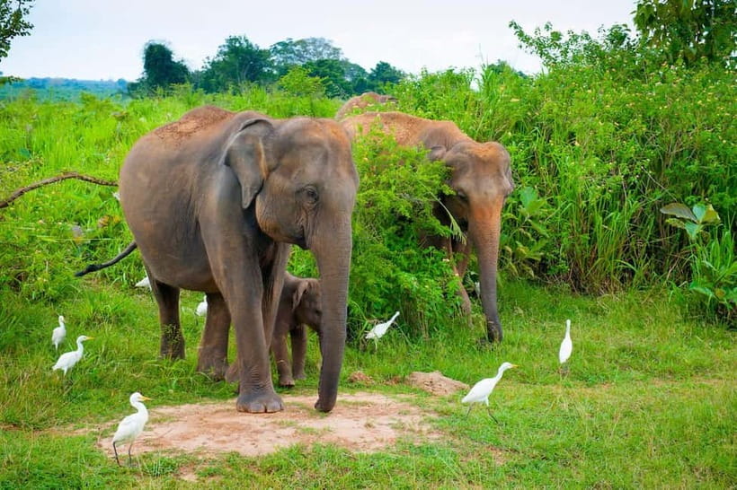 Udawalawe Safari Private Day Trip with Lunch - All Inclusive - Key points to know before booking