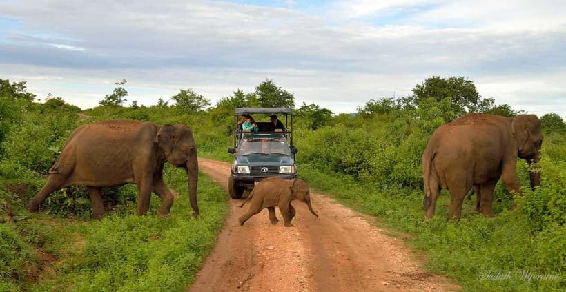 Udawalawe Safari Private Day Trip with Lunch - All Inclusive - Why Udawalawe is a strong elephant choice