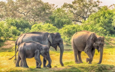 Udawalawe Safari Private Day Trip with Lunch – All Inclusive
