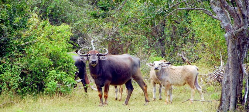 Udawalawe Safari Private Day Trip with Lunch - All Inclusive - Who should book this private safari